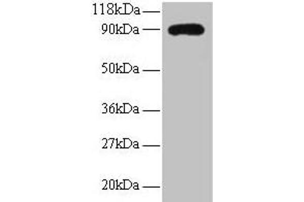 RPL38 抗体  (AA 1-70)