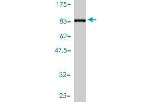 Western Blot detection against Immunogen (74. (IFRD2 Antikörper  (AA 1-442))