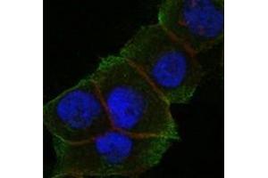 Immunofluorescence (IF) image for anti-Death-Domain Associated Protein (DAXX) antibody (ABIN1106953) (DAXX Antikörper)