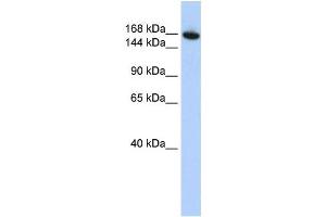 Western Blotting (WB) image for anti-WD Repeat Domain 66 (WDR66) antibody (ABIN2459567) (WDR66 Antikörper)