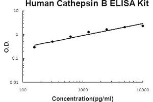 Human Cathepsin B Accusignal ELISA Kit Human Cathepsin B AccuSignal ELISA Kit standard curve.