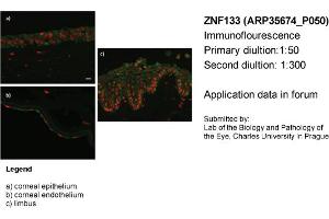 Image no. 2 for anti-Zinc Finger Protein 133 (ZNF133) (N-Term) antibody (ABIN405011) (ZNF133 Antikörper  (N-Term))