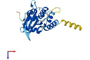 AICDA Protein (AA 1-198) (His tag)