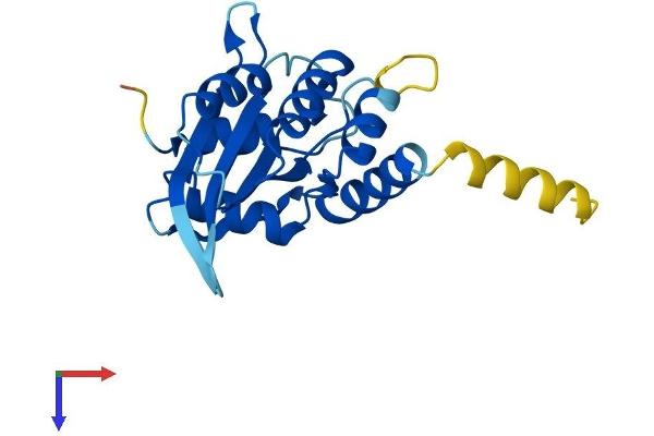 AICDA Protein (AA 1-198) (His tag)