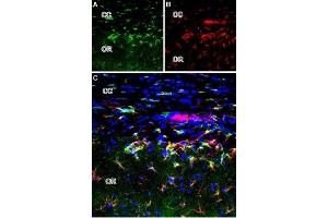 Expression of mGluR2 in rat brain - Immunohistochemical staining of perfusion-fixed brain frozen sections using Anti-mGluR2 (extracellular) Antibody (ABIN7043247, ABIN7044340 and ABIN7044341). (GRM2 Antikörper  (Extracellular))