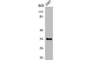 Western Blot analysis of COS7 cells using Phospho-Cdk1/2/3 (T14) Polyclonal Antibody