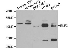 Western blot analysis of extracts of various cell lines, using ELF3 antibody. (ELF3 Antikörper)