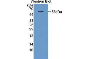Western blot analysis of recombinant Rat RAGE. (MOK Antikörper  (AA 1-237))
