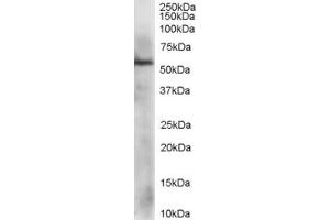 ABIN184885 staining (1µg/ml) of HepG2 lysate (RIPA buffer, 35µg total protein per lane). (PDIA3 Antikörper  (C-Term))