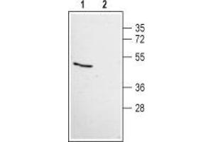 Western blot analysis of human HeLa cervix adenocarcinoma cell line lysate:1. (Angiotensin (1-7) Mas Receptor Peptid)