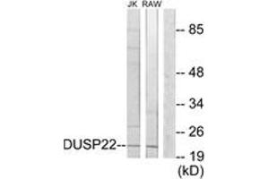Western Blotting (WB) image for anti-Dual Specificity Phosphatase 22 (DUSP22) (AA 121-170) antibody (ABIN2889770) (DUSP22 Antikörper  (AA 121-170))