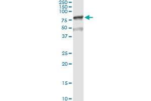 Immunoprecipitation of MSLN transfected lysate using anti-MSLN MaxPab rabbit polyclonal antibody and Protein A Magnetic Bead , and immunoblotted with MSLN purified MaxPab mouse polyclonal antibody (B01P) .