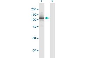 Western Blot analysis of RBL1 expression in transfected 293T cell line by RBL1 MaxPab polyclonal antibody. (p107 Antikörper  (AA 1-1014))