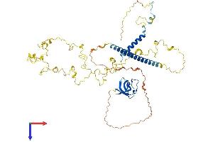 Cortactin Protein (CTTN) (AA 1-546) (His tag)