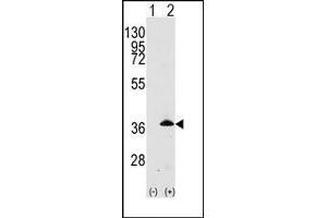 Western blot: Apolipoprotein E antibody staining of 293 cell lysates (2 µg/lane) either nontransfected (Lane 1) or transiently transfected with the APOE gene (Lane 2). (APOE Antikörper  (C-Term))