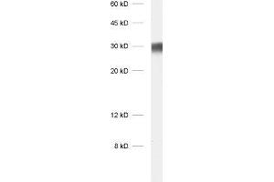 dilution: 1 : 1000, sample: protein G fraction of human serum (Kaninchen anti-Human IgG lambda (Light Chain) Antikörper)