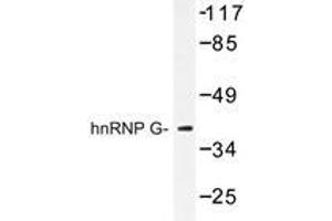 Western blot analysis of hnRNP G antibody in extracts from HeLa cells. (RBMX Antikörper)