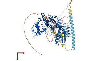 SRPK3 Protein (AA 1-567) (His tag)