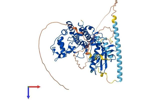 SRPK3 Protein (AA 1-567) (His tag)