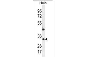 MED7 Antibody (Center) (ABIN655901 and ABIN2845301) western blot analysis in Hela cell line lysates (35 μg/lane). (MED7 Antikörper  (AA 83-111))