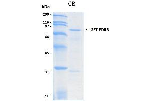 10% SDS-PAGE stained with Coomassie Blue (CB) and peptide fingerprinting by MALDI-TOF mass spectrometry (EDIL3 Protein (AA 17-471) (GST tag))