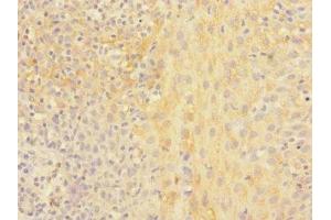 Immunohistochemistry of paraffin-embedded human tonsil tissue using ABIN7161344 at dilution of 1:100 (CHRNA2 Antikörper  (AA 27-264))