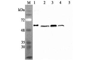 Western blot analysis using anti-Calreticulin (human), mAb (CR213-2AG)  at 1:2'000 dilution. (Calreticulin Antikörper)
