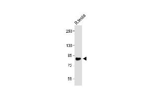 Anti-WDR48_HUN at 1:1000 dilution + Rat testis lysate Lysates/proteins at 20 μg per lane. (WDR48 Antikörper  (C-Term))