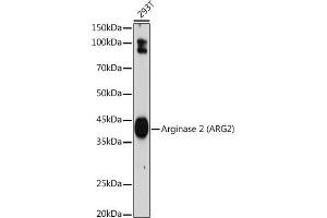 Western blot analysis of extracts of 293T cells, using Arginase 2 (Arginase 2 ) antibody (ABIN7265661) at 1:1000 dilution. (ARG2 Antikörper  (Arg2))