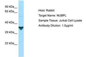 Image no. 1 for anti-Nucleotide Binding Protein-Like (NUBPL) (N-Term) antibody (ABIN6749898) (NUBPL Antikörper  (N-Term))