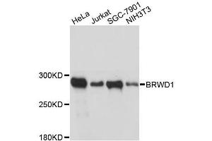 Western blot analysis of extracts of various cell lines, using BRWD1 antibody. (BRWD1 Antikörper  (AA 1-120))