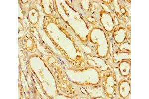 Immunohistochemistry of paraffin-embedded human kidney tissue using ABIN7168655 at dilution of 1:100 (SEC14L4 Antikörper  (AA 201-360))