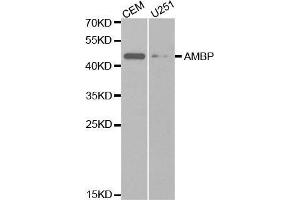 Western blot analysis of extracts of various cell lines, using AMBP antibody. (AMBP Antikörper  (AA 20-352))