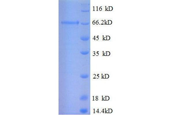 ILF2 Protein (AA 1-390, full length) (GST tag)