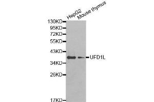 Western Blotting (WB) image for anti-Ubiquitin Fusion Degradation Protein 1 Homolog (UFD1L) (AA 1-307) antibody (ABIN1683208) (UFD1L Antikörper  (AA 1-307))