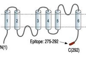 Representative domain view of the target of ABIN7042938.