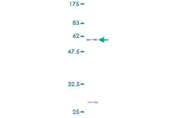 EIF4E2 Protein (AA 1-245) (GST tag)