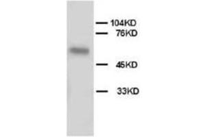 Western blot analysis of Hela cell tissue lysis using ALPL antibody (ALPL Antikörper  (N-Term))