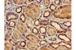 Immunohistochemistry of paraffin-embedded human kidney tissue using ABIN7163349 at dilution of 1:100