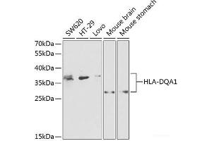 Western blot analysis of extracts of various cell lines using HLA-DQA1 Polyclonal Antibody at dilution of 1:1000. (HLA-DQA1 Antikörper)