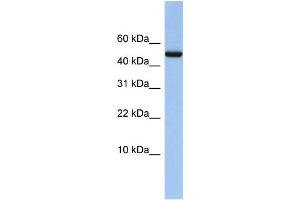 Western Blotting (WB) image for anti-4-Aminobutyrate Aminotransferase (ABAT) antibody (ABIN2459495) (ABAT Antikörper)