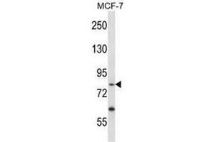 Western Blotting (WB) image for anti-Protein-Kinase, Interferon-Inducible Double Stranded RNA Dependent Inhibitor, Repressor of (p58 Repressor) (PRKRIR) (AA 101-130), (N-Term) antibody (ABIN951873)