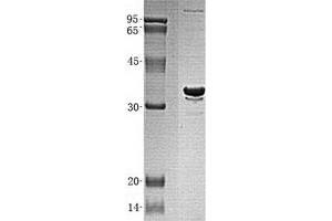 Western Blotting (WB) image for Mortality Factor 4 Like 2 (MORF4L2) (Transcript Variant 1) protein (His tag) (ABIN2726269)