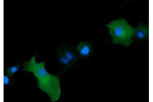 Image no. 1 for anti-Mitogen-Activated Protein Kinase Kinase 1 (MAP2K1) antibody (ABIN1499388) (MEK1 Antikörper)