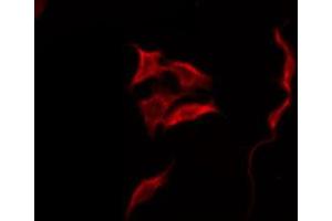 ABIN6275576 staining HepG2 by IF/ICC.