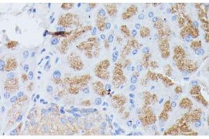 Immunohistochemistry of paraffin-embedded Mouse pancreas using PLA2G1B Polyclonal Antibody at dilution of 1:100 (40x lens). (PLA2G1B Antikörper)