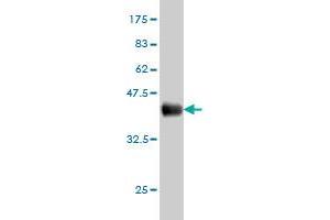 Western Blot detection against Immunogen (36. (AHCYL1 Antikörper  (AA 1-101))