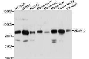 Western blot analysis of extract of various cells, using ADAM19 antibody. (ADAM19 Antikörper)