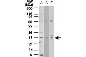 Western blot analysis of NRM in A) human HeLa, B) mouse NIH/3T3, and C) human PC3 cell lysates. (Nurim Antikörper  (AA 200-250))