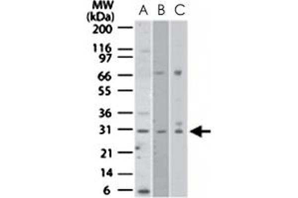 Nurim Antikörper  (AA 200-250)